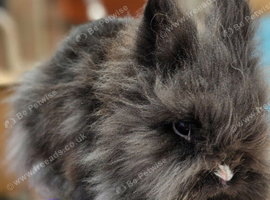 Lionhead pair