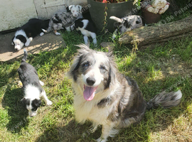 Border collie pups for sale