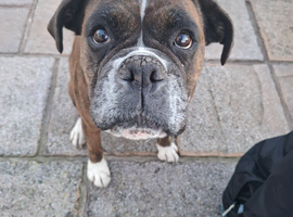Dog walking and dog sitting services in bridgend