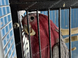 Baby galah cockatoo