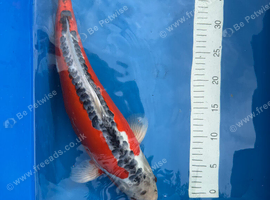 Koi for Sale