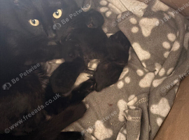 Kittens for sale