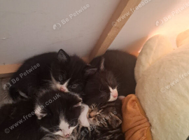 5 kittens