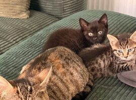Beautiful tabby female for sale