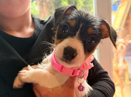 Jack rustle terrier