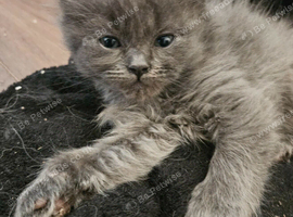 Ragdoll x Chinchilla kittens