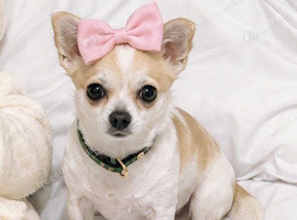 Chorkie for sale