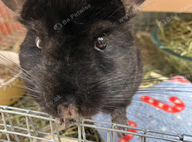 Ebony Chinchilla and cage