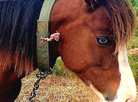 3 year old section c colt