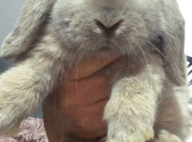 Lovely Blue Tort Minilop 7 months old Vaccinated