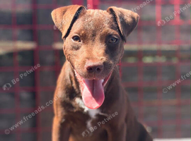 Patterdale terrier