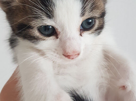 Male kitten &ndash; 1 month old &ndash; boy