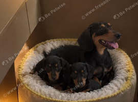 Dachshund pups