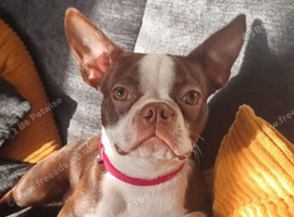 Gorgeous KC reg Boston terrier pups