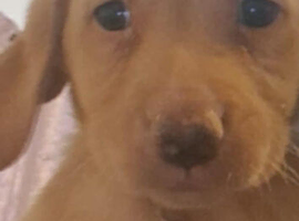 Labrador puppy