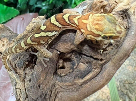 Pictus Ground Gecko at Birmingham Reptiles