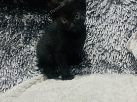 Super adorable kittens ready now