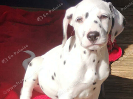 Last Dalmatian puppy