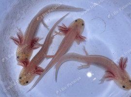Axolotl babies
