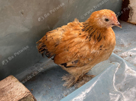 Polish, Silkies, Pekin bantam growers &pound;10 to &pound;15 each