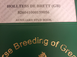 Sport horse broidmare