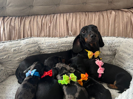 5Miniature duschund puppies