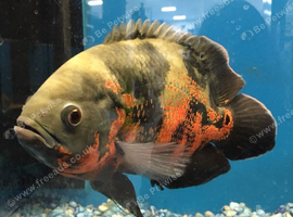 OSCAR FISH
