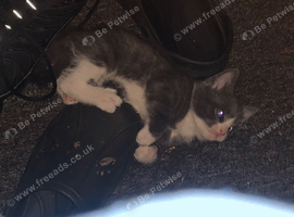 Beautiful 9wk old kitten