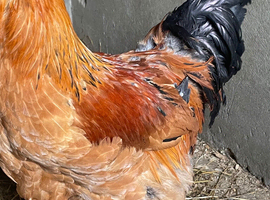 Buff Brahma cockerel