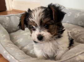 Biewer terrier puppies for sale