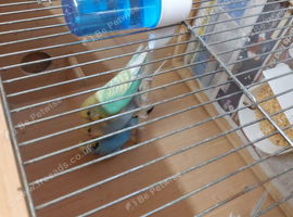 Few budgies for sale