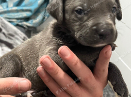 Staffy puppy