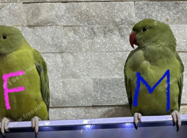 Indian ringnecks