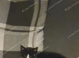 2x 10 week old kittens.