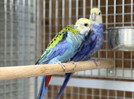 Rosella parrot