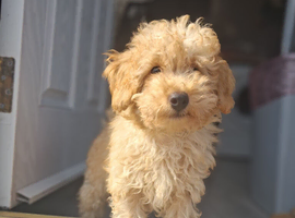 Holistic Toy Poodle Puppies