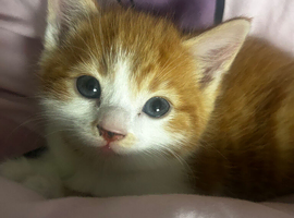 She&rsquo;s Ready for her fur ever home