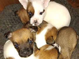 Frenchbulldog cross lakeland terrier