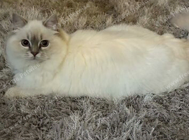 Ragdoll kitten 5 weeks old