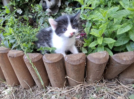 5 British Shorthair Kittens for Sale