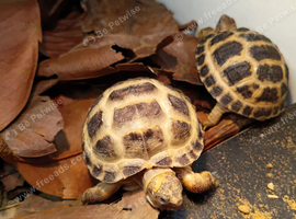 Horsfield tortoises now available for a new loving home