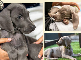 ️Adorable KC-Registered Weimaraner Puppies️