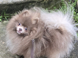 Lilac RKC young adult