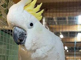 Sulphur crested Cockatoo Glasgow
