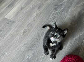 12 week old female kitten