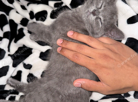 British shorthair x kitten