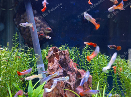 Guppy, Guppies adult male tropical fish in Bridgwater