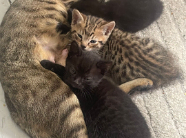 Bengal Kittens available from 27th June