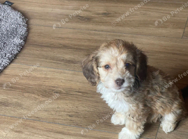Beautiful cockapoo puppy&rsquo;s ready for there new home
