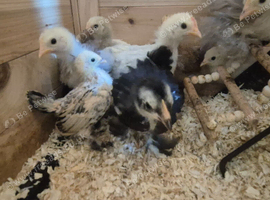 Mix of 4 week old pekin bantams